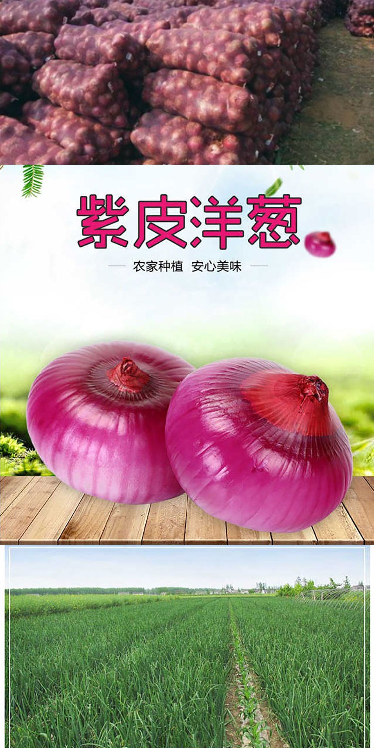 【5斤装】现挖紫皮洋葱包邮农家自种圆葱新鲜蔬菜【徐闻美食】